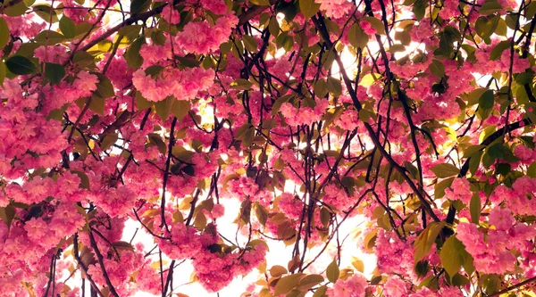 Primer Plano Flores Cerezo Japonesas Florecen Jardín Ciudad Uzhgorod Mukachevo — Foto de Stock