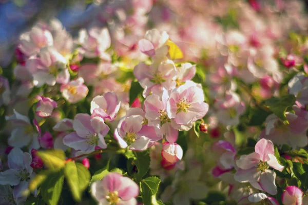 日本樱花在 Uzhgorod Mukachevo 城市园林中的特写 — 图库照片
