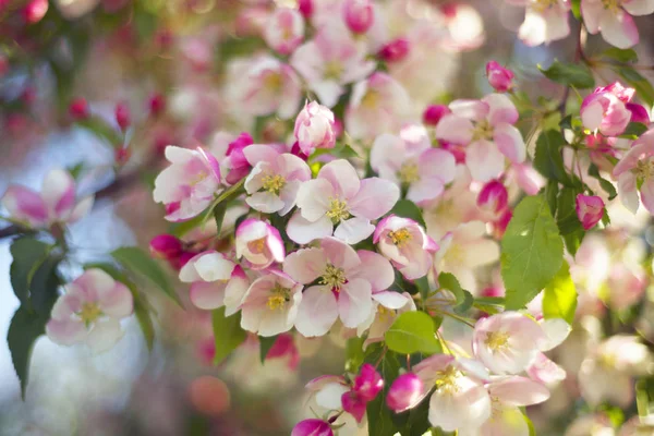 日本樱花在 Uzhgorod Mukachevo 城市园林中的特写 — 图库照片
