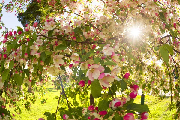 Close Japanese Cherry Flowers Blossom City Garden Uzhgorod Mukachevo — Stock Photo, Image