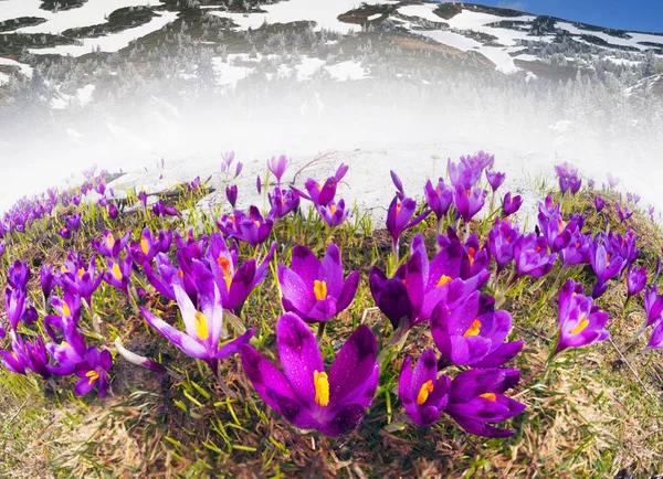 Dragobrat, våren Karpaterna — Stockfoto