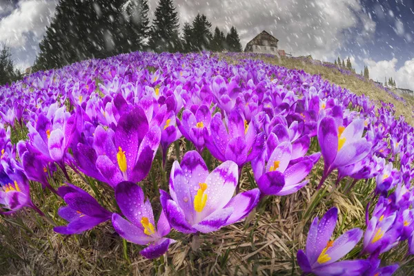 Κρόκοι - χιονισμένο λουλούδια της άνοιξης — Φωτογραφία Αρχείου