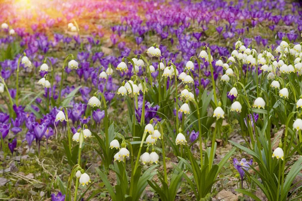 Krokusse Primeln in kolochava — Stockfoto