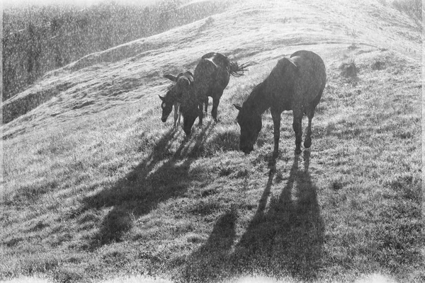 Fotos de películas antiguas con caballos —  Fotos de Stock