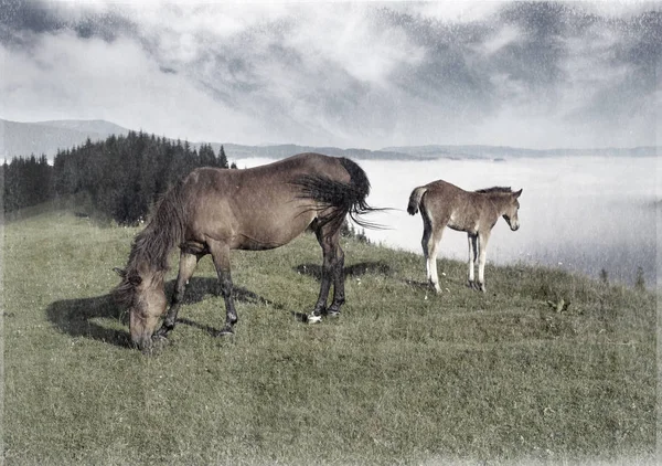 Fotos de películas antiguas con caballos — Foto de Stock