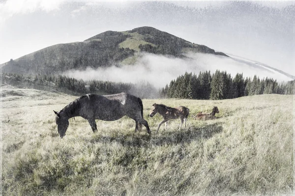 Fotos de películas antiguas con caballos — Foto de Stock