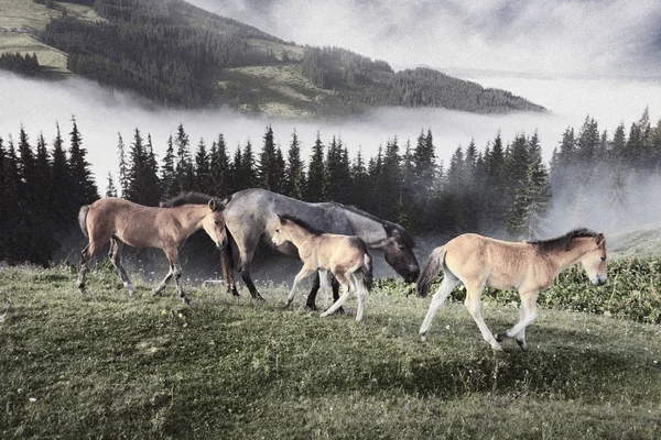 Staré fotografie film s koňmi — Stock fotografie