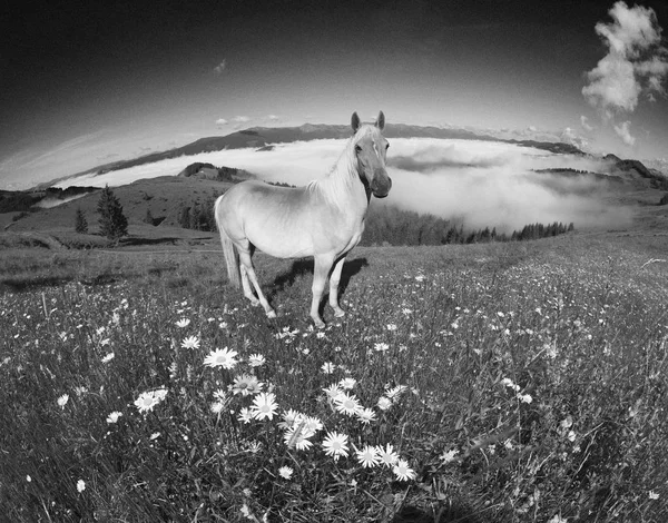 Photos de vieux films avec des chevaux — Photo