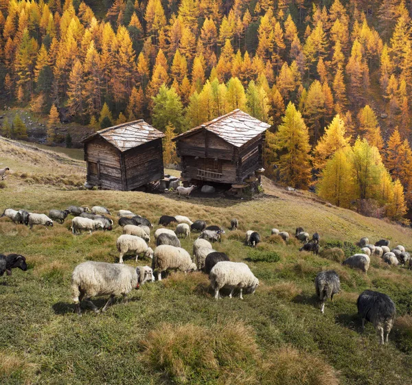 Вівці й барани біля Маттергорну — стокове фото