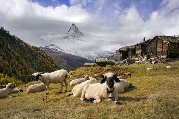 Carneiros e carneiros perto de Matterhorn — Fotografia de Stock