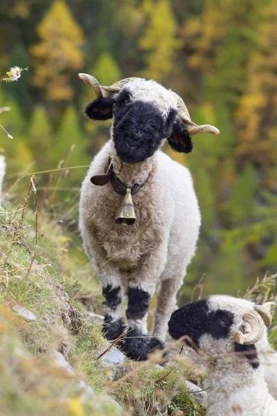 Animals under the Matterhorn — Stock Photo, Image