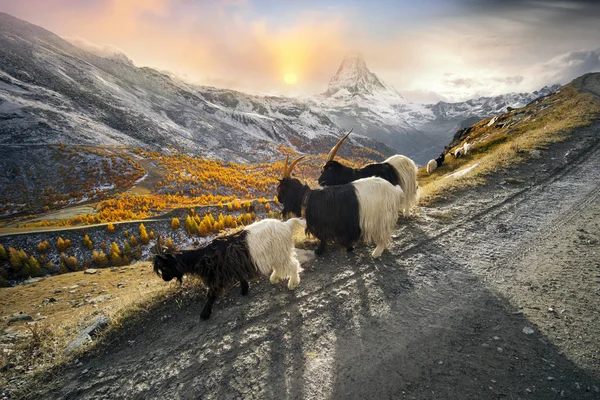 Tiere unterm Matterhorn — Stockfoto