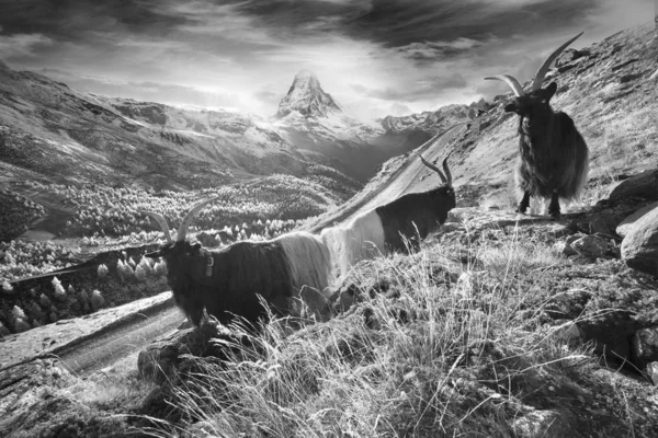 Animais sob o Matterhorn — Fotografia de Stock