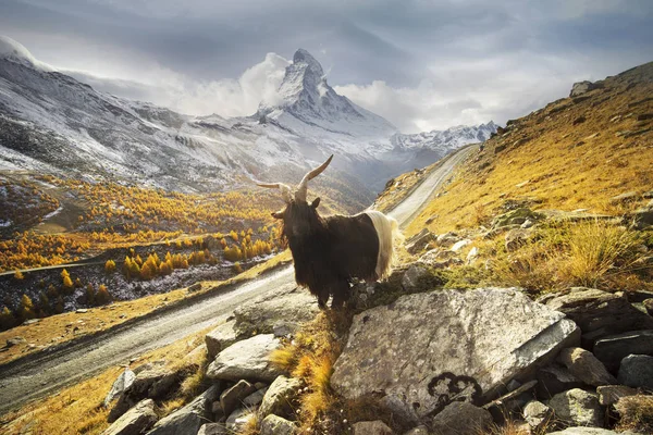 Animais sob o Matterhorn — Fotografia de Stock