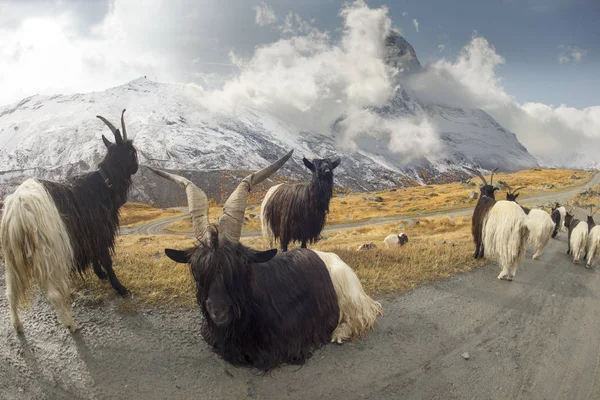 Animais sob o Matterhorn — Fotografia de Stock