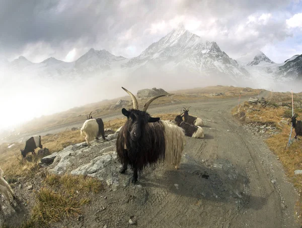 Animais sob o Matterhorn — Fotografia de Stock