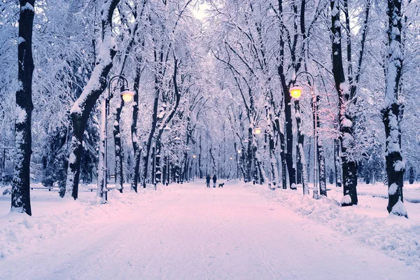 Parque nocturno después de nevadas —  Fotos de Stock