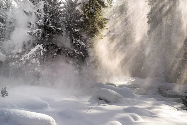 雪は木の峡谷から落ち. — ストック写真