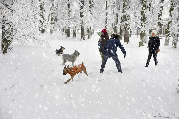 Bir köpekle yürü. — Stok fotoğraf