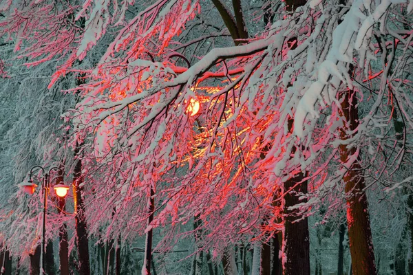 Zimowy park w nocy z latarniami. — Zdjęcie stockowe