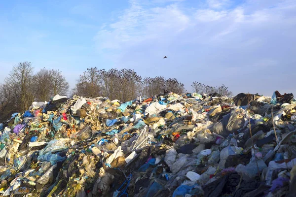 Cuervos en robles cerca de la basura — Foto de Stock