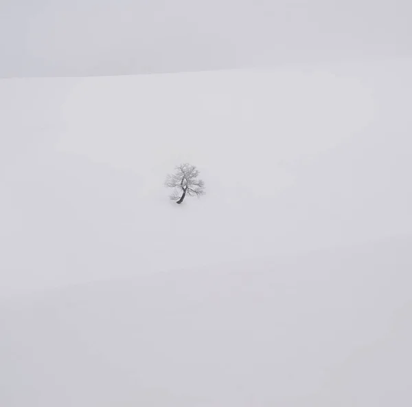 Gelo Severo Tempestade Neve Fizeram Uma Fabulosa Paisagem Gelo Árvores — Fotografia de Stock