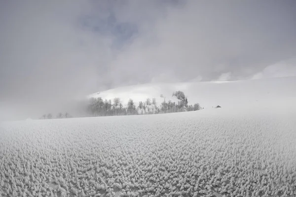 Сильні Морози Снігові Бурі Зробили Дивовижний Льодовиковий Пейзаж Листяні Дерева — стокове фото