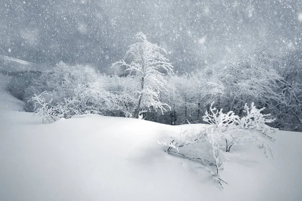 Las Heladas Severas Las Tormentas Nieve Hicieron Que Fabuloso Paisaje —  Fotos de Stock