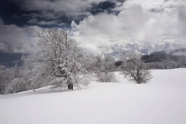 Ernstige Vorst Sneeuwstorm Maakten Een Fabelachtig Ijslandschap Loofbomen Tegen Bergen — Stockfoto