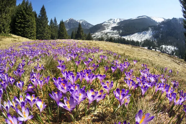 ザコパネ近くのタトラのコホロフスカ チョロフスカ渓谷は 岩場の高山の峰々の下に雪の中に咲くサフランの花で有名です — ストック写真