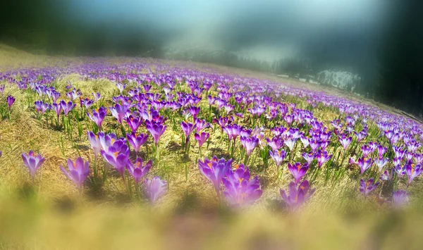 Chóholovská Chocholowská Dolina Tatrách Zakopane Známá Svými Krokusovými Šafránovými Květy — Stock fotografie