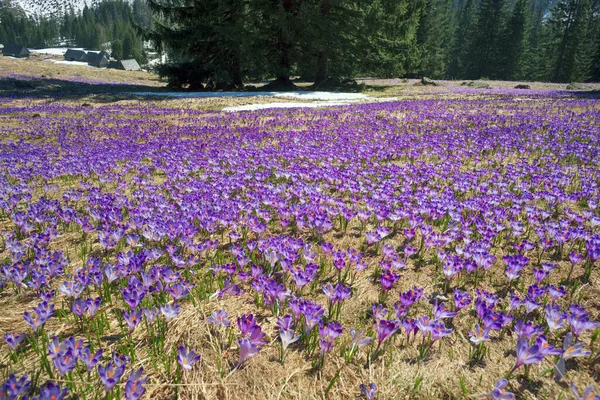 Vale Khokholovska Chocholowska Tatras Perto Zakopane Famoso Por Suas Flores — Fotografia de Stock