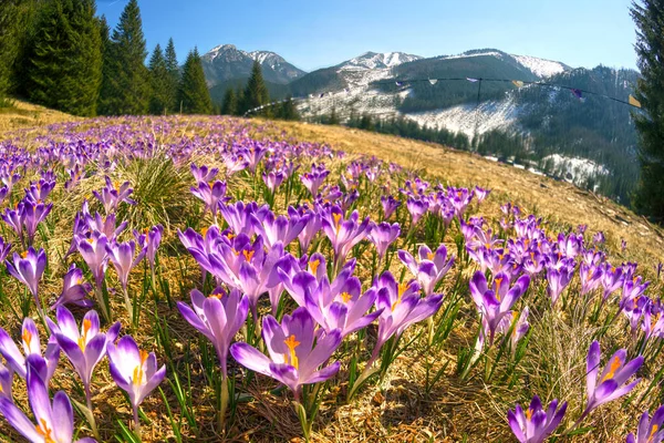 Khokholovska Chocholowska Völgy Tátra Közelében Zakopane Híres Crocus Sáfrány Virágok — Stock Fotó