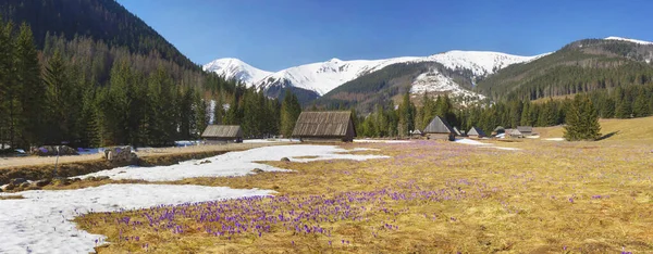 Valle Khokholovska Chocholowska Nei Tatra Vicino Zakopane Famosa Suoi Fiori — Foto Stock