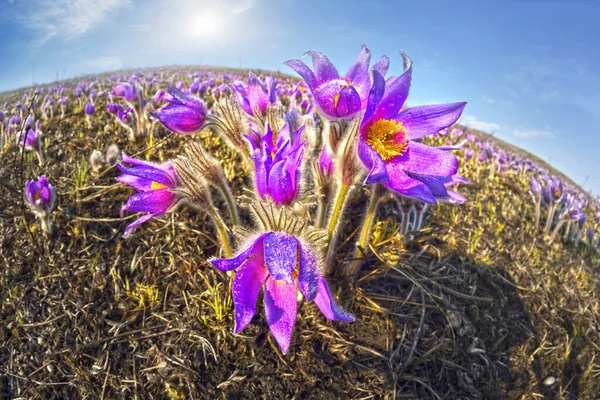 Uyku Otu Büyüleyici Ilkbahar Orman Bitkilerimizden Biridir Dinyester Kıyısında Bulunan — Stok fotoğraf