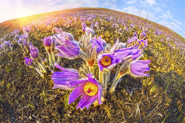 Erba Del Sonno Una Delle Nostre Più Affascinanti Piante Forestali — Foto Stock