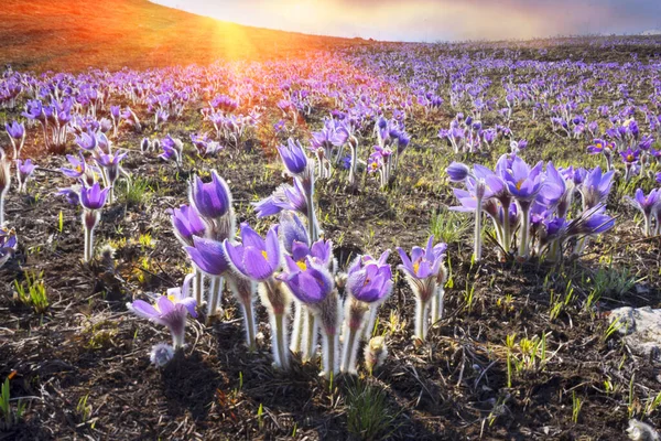 Sömngräs Våra Charmigaste Tidiga Vårväxter Hennes Stora Lila Rosa Klockblommor — Stockfoto