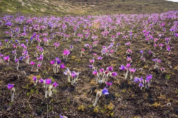 Schlafgras Ist Eine Unserer Reizvollsten Frühlingspflanzen Ihre Großen Lila Rosa — Stockfoto