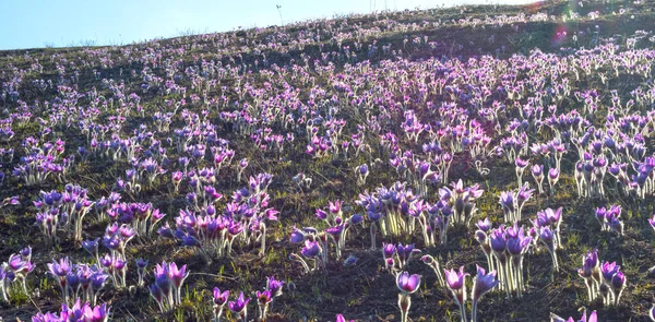 Schlafgras Ist Eine Unserer Reizvollsten Frühlingspflanzen Ihre Großen Lila Rosa — Stockfoto