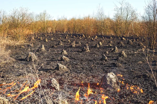 Incendio Erba Secca Porta Incendi Massa Morte Nella Fiamma Piante — Foto Stock