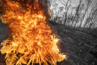 Arson of dry grass leads to mass fires, the death of plants and animals, birds, the destruction of forests, houses burn. Poisonous gases, carcinogen, are released into the air. clipart
