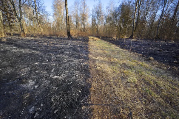 Incendio Erba Secca Porta Incendi Massa Morte Piante Animali Uccelli — Foto Stock