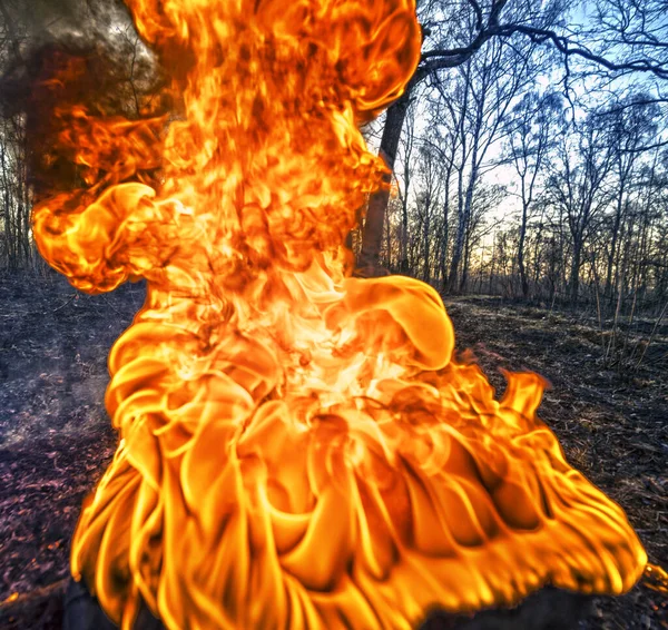 Arson Dry Grass Leads Mass Fires Death Plants Animals Birds — Stock Photo, Image