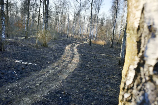 Podpalenie Suchej Trawy Prowadzi Masowych Pożarów Śmierci Roślin Zwierząt Ptaków — Zdjęcie stockowe