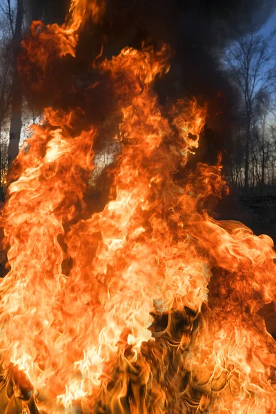 Száraz Gyújtogatása Tömeges Tüzekhez Növények Állatok Pusztulásához Madarakhoz Erdők Pusztulásához — Stock Fotó