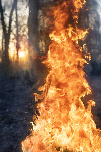 Arson Dry Grass Leads Mass Fires Death Plants Animals Birds — Stock Photo, Image