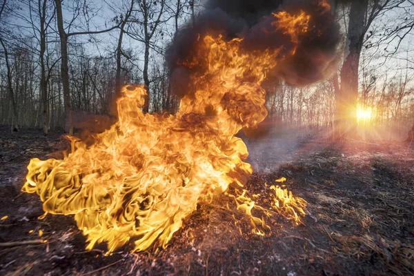 Incendie Herbe Sèche Conduit Des Incendies Masse Mort Des Plantes — Photo