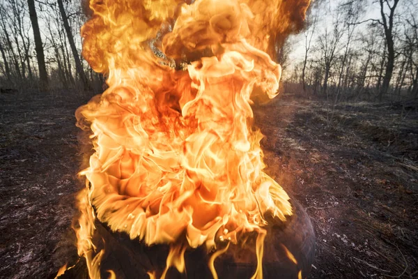 Incêndio Grama Seca Leva Incêndios Massa Morte Plantas Animais Pássaros — Fotografia de Stock