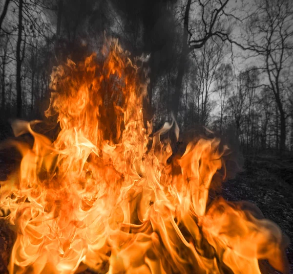 Падіння Сухої Трави Призводить Масових Пожеж Загибелі Рослин Тварин Птахів — стокове фото