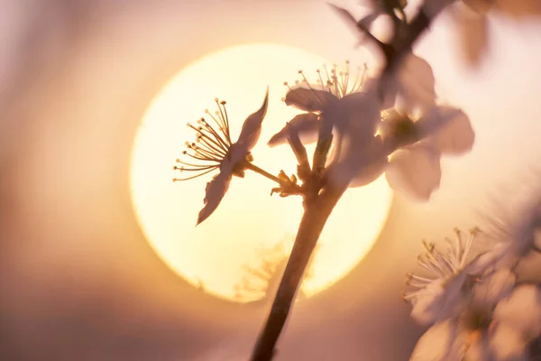 Blühende Kirschen Und Pflaumen Bei Sonnenuntergang Den Alpen Sind Sehr — Stockfoto